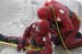 Ice rescue email29