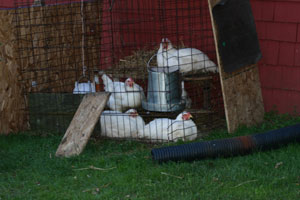 The Chickens